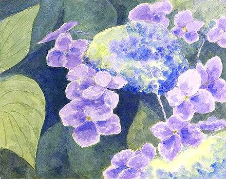 ガクアジサイ 額紫陽花 花の水彩画